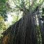 Australie - A big fig tree