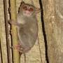 Indonésie - tarsier