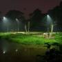 Singapour - Night Safari