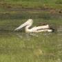 Australie - Un pélican sur un billabong