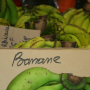 Nouvelle-Calédonie - bananes