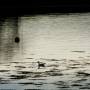 Royaume-Uni - 