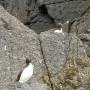 Royaume-Uni - Petits Pingouins