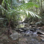 Nouvelle-Calédonie - un ruisseau au milieu de la jungle