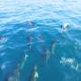 Royaume-Uni - 