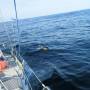 Royaume-Uni - 