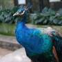 Malaisie - Bird