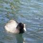 Singapour - Roturoa - oiseau du lac près du Marama