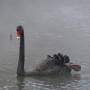 Nouvelle-Zélande - Waimangu - le cygne sort de la brume