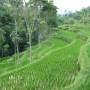 Indonésie - rice field