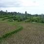 Indonésie - rice field