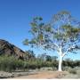 Australie - ghost gum