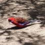 Australie - Loros en libertad