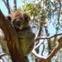 Australie - Koala Spot