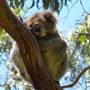 Australie - Koala Spot