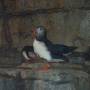 Canada - Macareux ou puffins du pole 