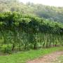 Australie - Kings Valley