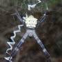 USA - araignée locale
