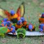 Australie - les loriquets en train de manger