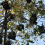Australie - les chauves souris