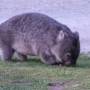Australie - Wilson Promotory National Park