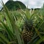 Thaïlande - Plantation d