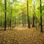 Canada - Forêt au dessus du vignoble