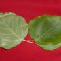 Chine - Feuille 3