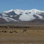 Chine - TREK vers Qomolangma