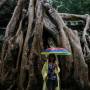 Cambodge - Ta Prohm