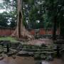 Cambodge - Ta Prohm