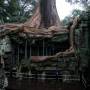 Cambodge - Ta Prohm