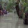 Cambodge - Forêt noyée