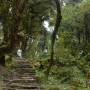 Népal - Chemin de trek a travers la montagne