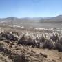 Bolivie - 