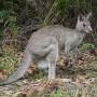 Australie - 