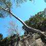 Cambodge - nos premiers arbres envahissants