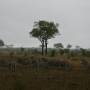 Afrique du Sud - 