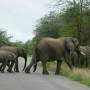 Afrique du Sud - 