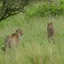Afrique du Sud - 