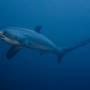 Philippines - requin renard