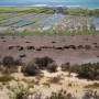 Argentine - lobos y elephants de mer