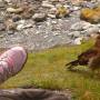 Argentine - parque Tierra Del Fuego, rapace