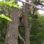 Argentine - parque Tierra Del Fuego, un Carpintero