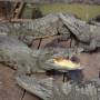 Cambodge - 