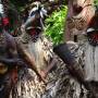 Vanuatu - Rom dance