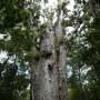 Nouvelle-Zélande - le père de la forêt