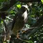 Mexique - oiseau dans la jungle