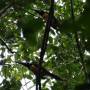 Mexique - toucan