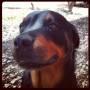 Argentine - Rottweiler Quilmes